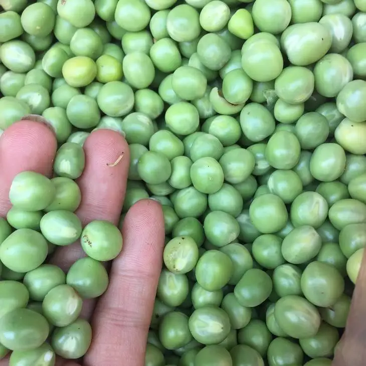 High Quality Chinese Fresh IQF Frozen Green Peas for sale,Frozen green peas price per ton,IQF frozen green peas