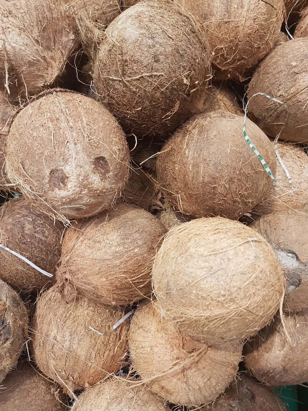 Pure Organic full and semi husked Coconut/Fresh Tender Coconut private label export best price sale