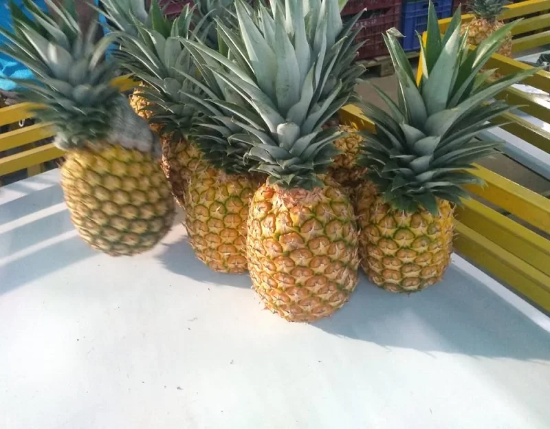 Golden Fresh Pineapples