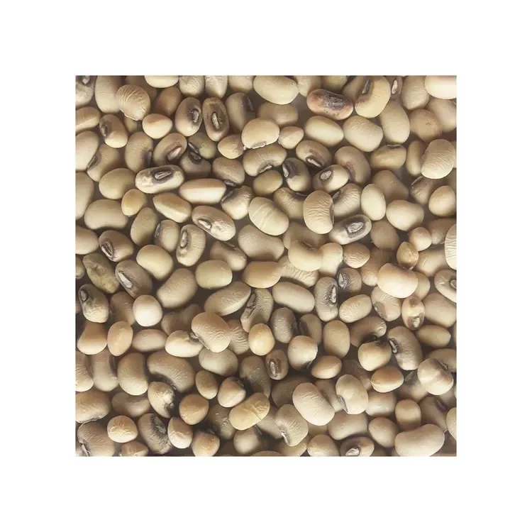 New Crop White Cowpea Vigna Beans Organic Black White Eye Cowpea Bean Discounts Price