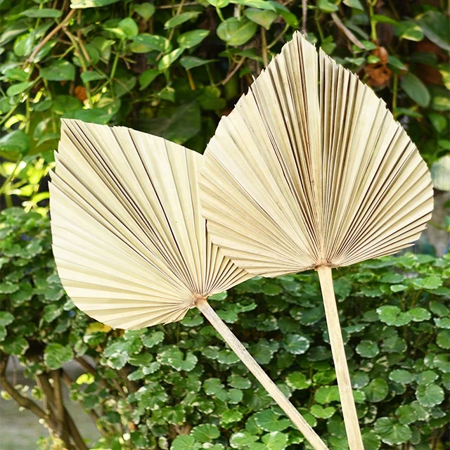 Palm leaves decoration dried color palm leaves for wedding palm spear with different color  and shapes  home decretive product