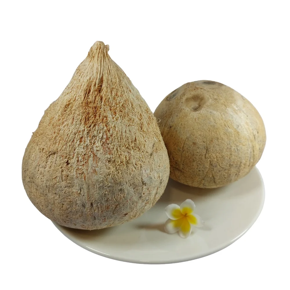 Свежие зрелые кокосы от солнца, экспорт, хит продаж, Экономичная Цена, натуральный полуочищенный сушеный свежий кокос