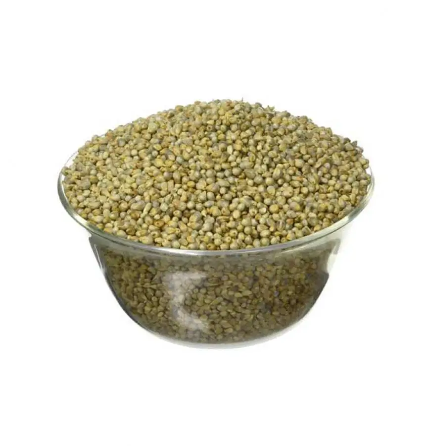 Super quality Green millet for animal feed ready from India for export