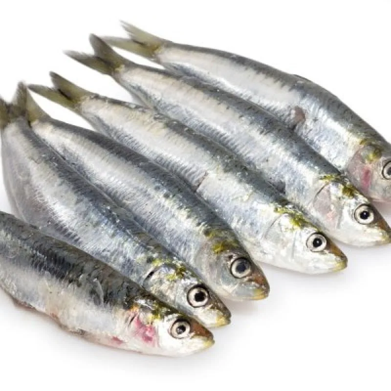 Frozen Sardine Fish Available for sale