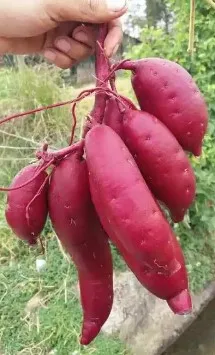 100% свежий фиолетовый сладкий картофель, конкурентоспособная цена, 100% свежий фиолетовый сладкий картофель, конкурентоспособная цена