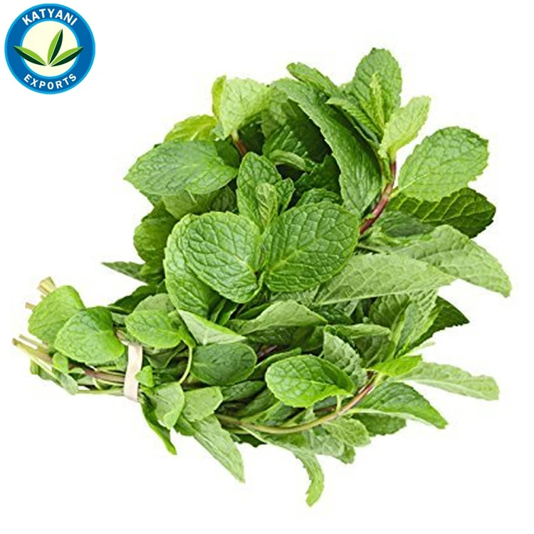 Cold Pressed Oil Bulk Best High Quality Peppermint Essential Oil - Wholesale Manufacturer Exporter Organic Oil Top Grade Oil