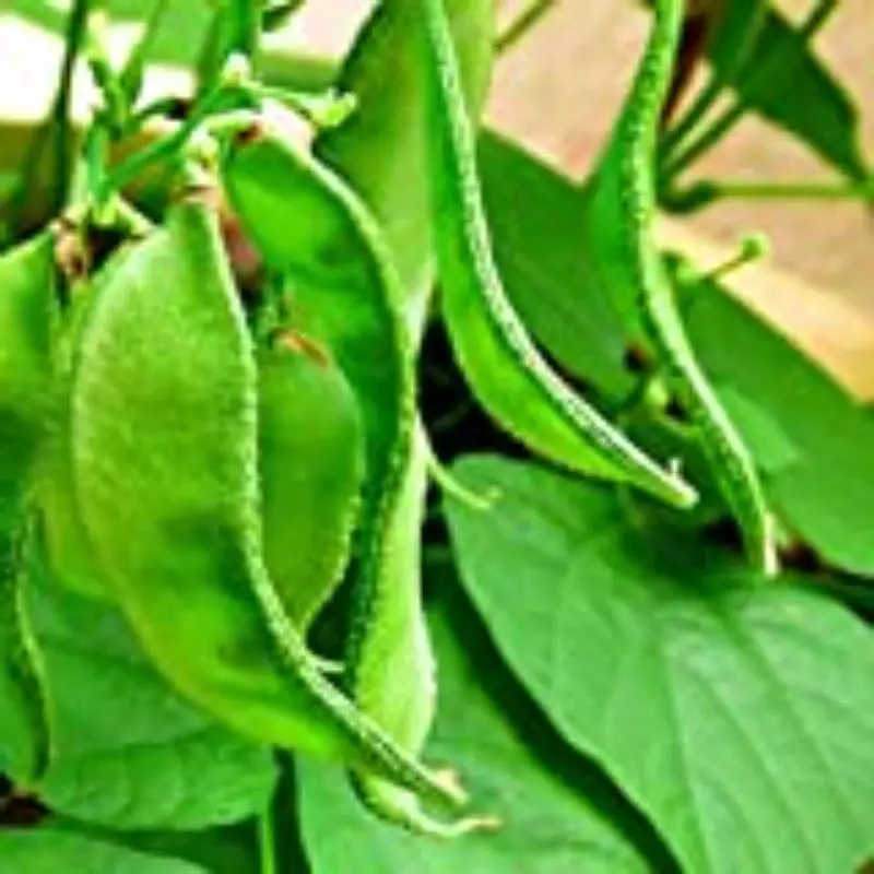 Wholesale price for Lab Beans (Sona)