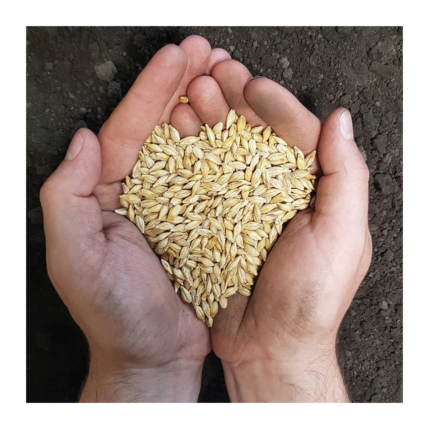 Высококачественное Ячменное Зерно для солода корма с маслом и