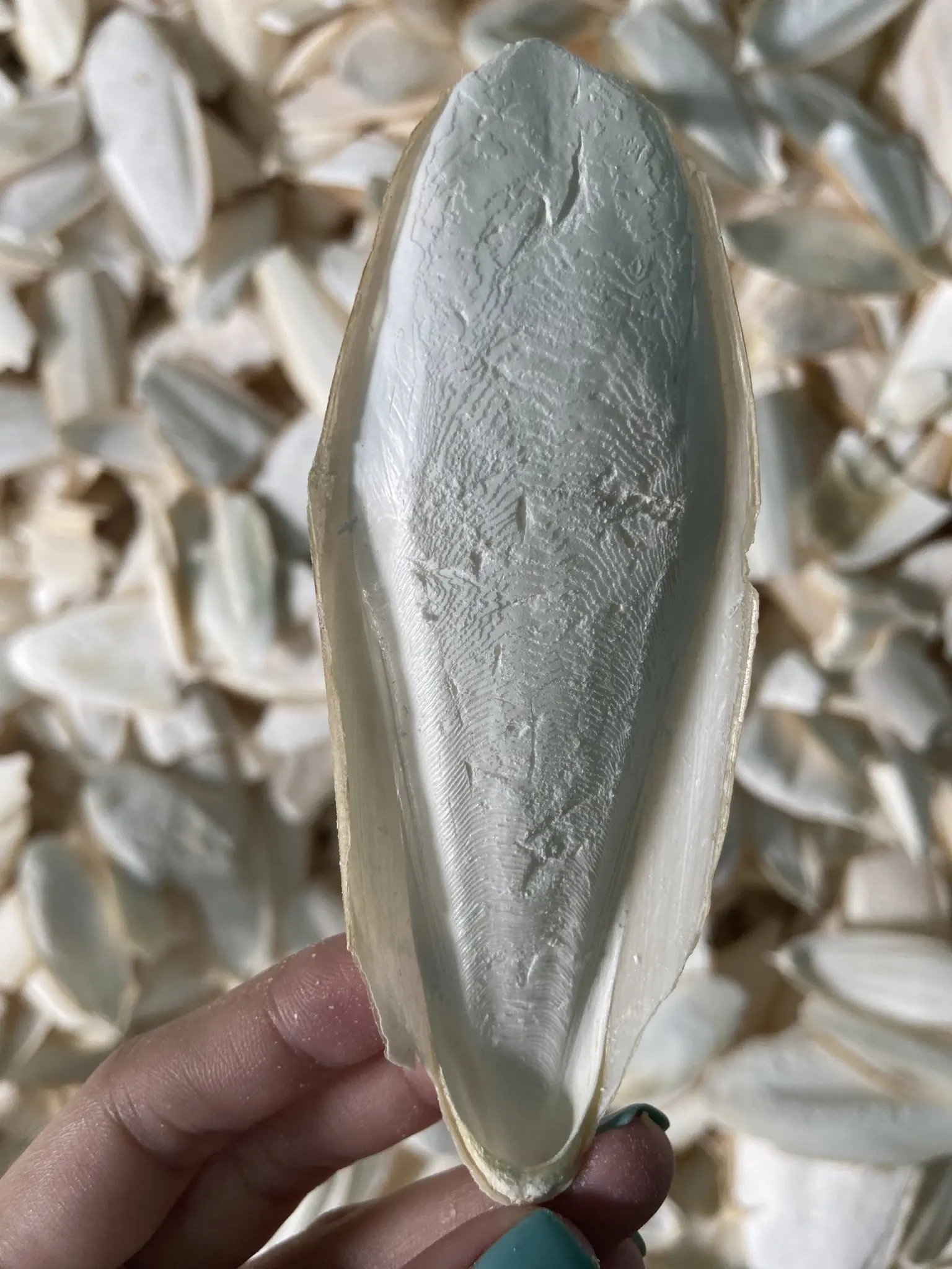 HIGH QUALITY VIETNAMESE PRODUCTS - GOOD PRICE- FOR ANIMAL FEED MADE FROM CUTTLEFISH BONE