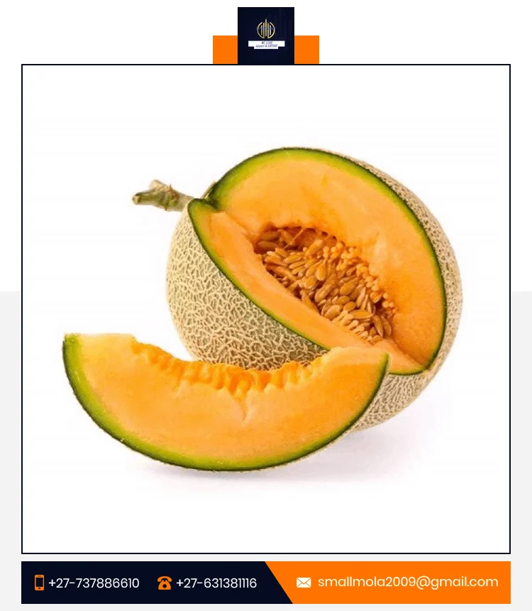 Fresh Melons Hot Selling 100% Natural Fresh Fruits Musk Melon Quality Grade Fresh Delicious Musk Melon