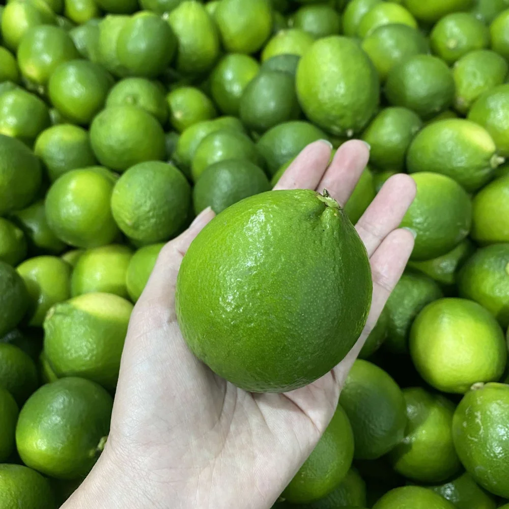 [Hot Sale 2022] Fresh Seedless Lime Lemon With Top Quality Wholesale Cheap Price From Vietnam