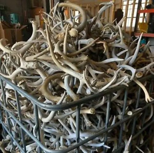 RED DEER ANTLERS FOR SALE IN EUROPE