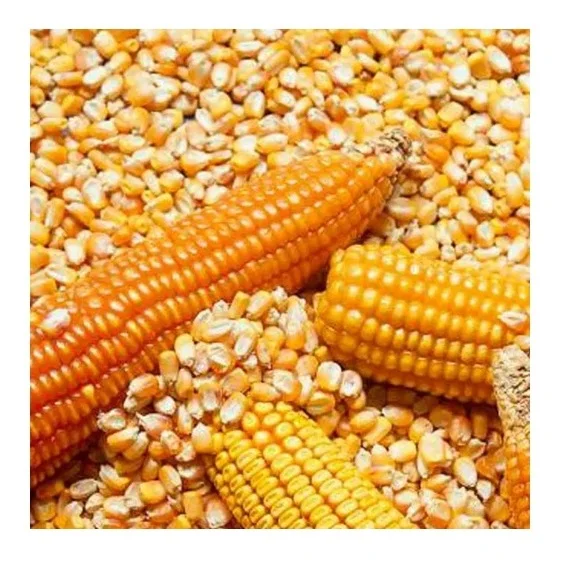 Dried yellow sweet yellow corn, Yellow Maize for sale.