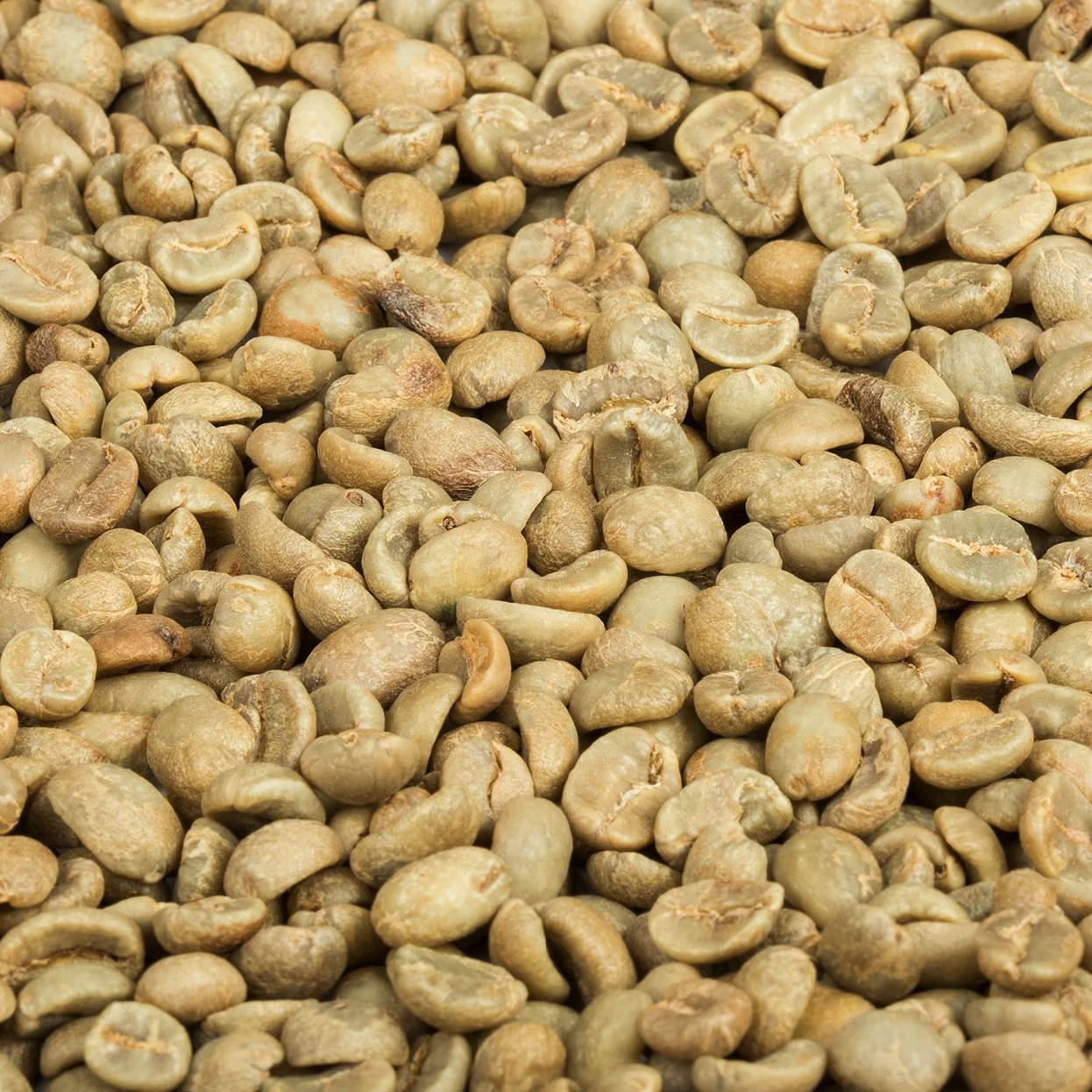 New Crop Harvest Organic Cultivation Type Grade 1 Natural Processing Type Robusta Screen 14 Coffee From Vietnam