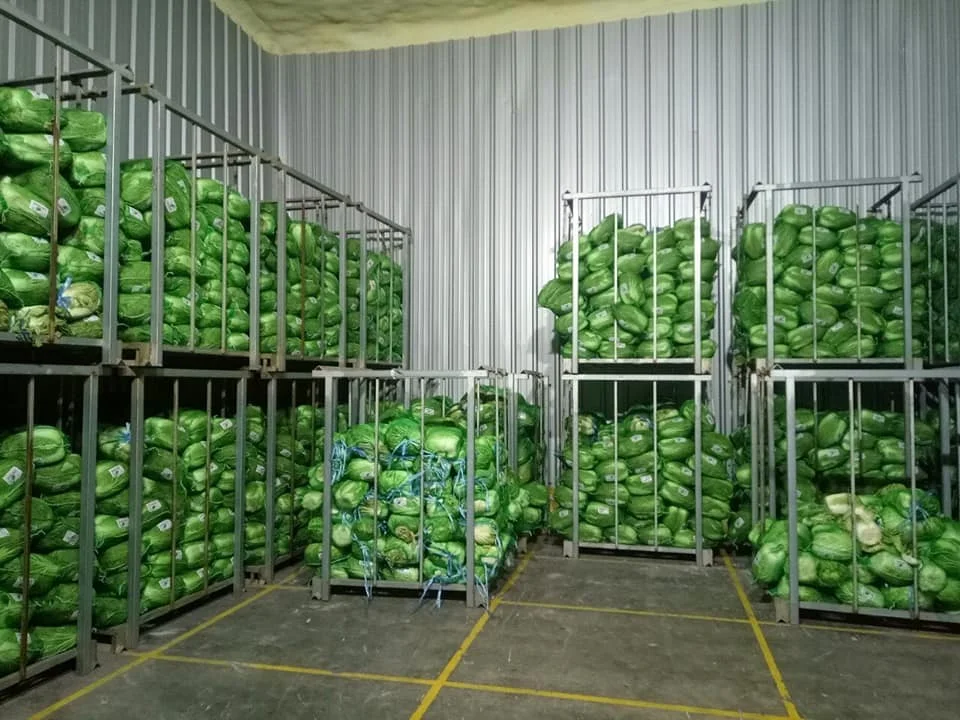 wholesales frssh cabbage with high quality from Vietnam