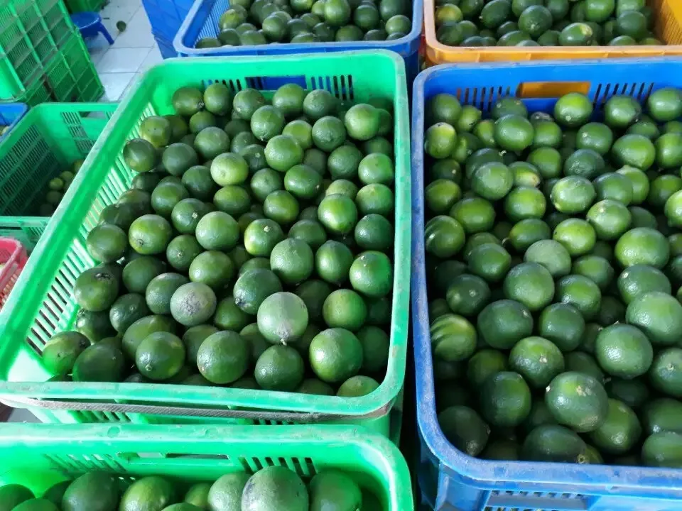 Wholesale cheap Price Hot sale high quality fruit green Lemon Fresh seedless Lemons