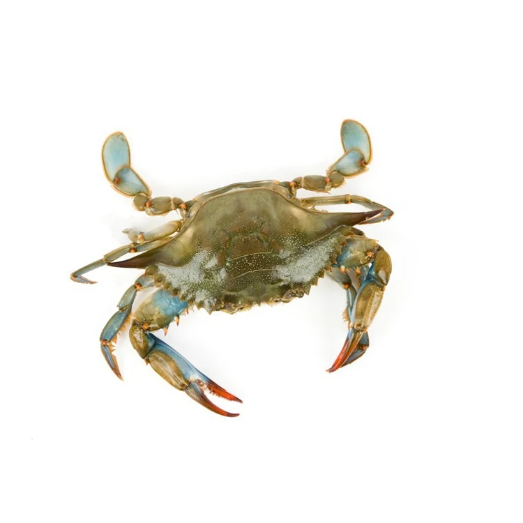 In high quality Blue swimwear Crab body and leg meat frozen seafood meat frozen