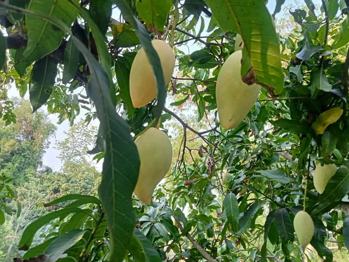 Golden Mangos Fresh Mango Sweet and Delicious Premium Quality and Natural 100% Picked from Thailand Farms