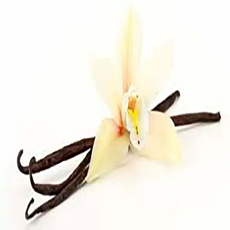 Cheap Price Chocolate Brown Dried Plants Export Madagascar Importers Spice Extract Vanilla Beans Sticks For Sale