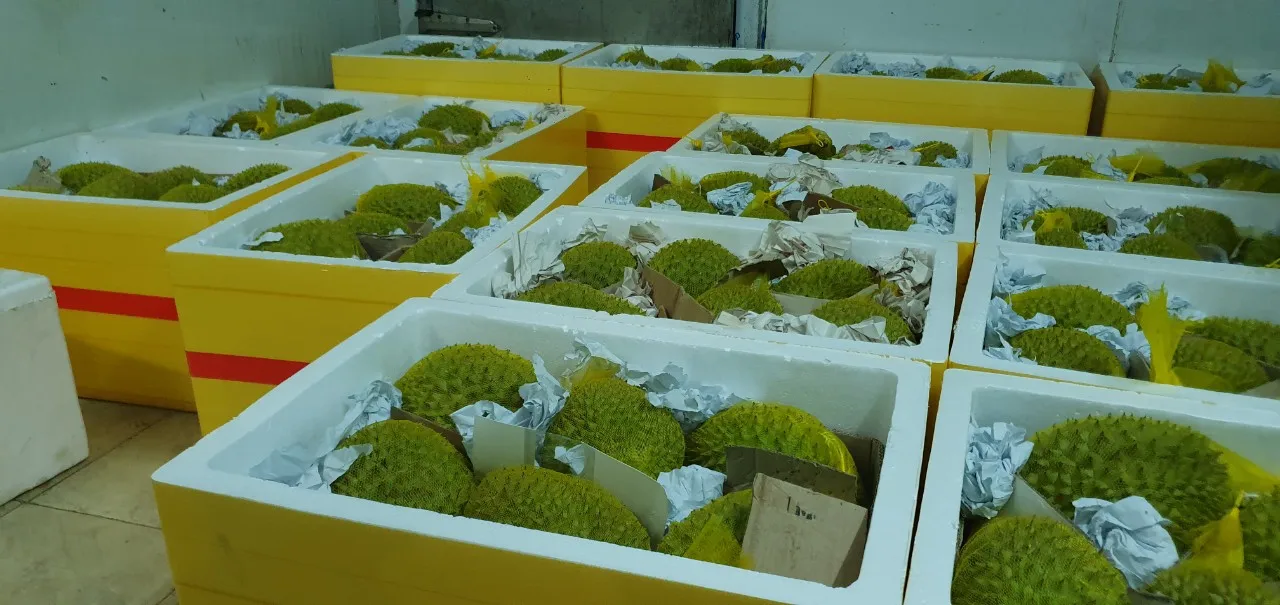 Newest crop Frezze Durian Wholesale Frozen Durian Common Cultivation Type Fresh Ri 6 Durian Export factory price