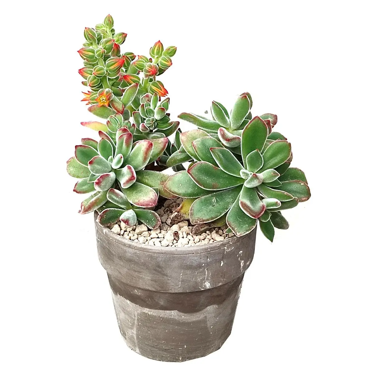 Wholesale of succulent plants Indoor ornamental plants Echeveria