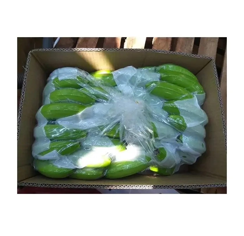 Best quality fresh green cavendish banana/ fresh banana prices from Vietnam / GREEN SKIN SWEET BANANAS