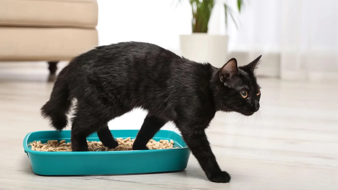 wood pellet cat litter