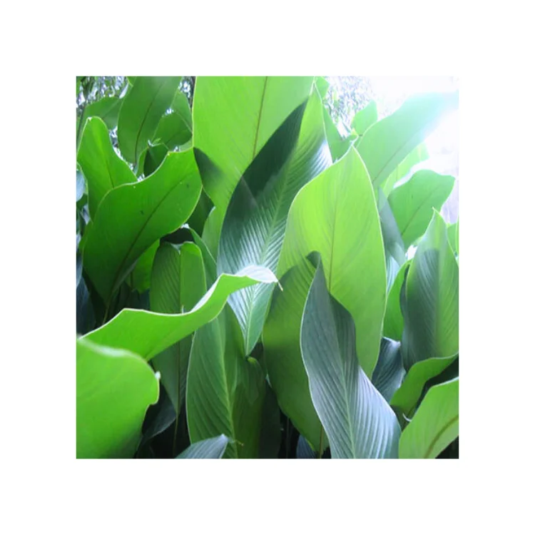 Dong Leaf For Wrapping Food Eco Friendly And Decorating Food For Food Stuff Replace To Plastic Bag Biodegradable Supplier