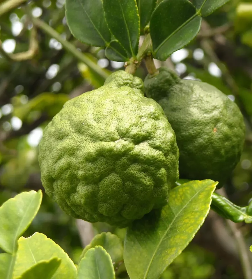 Оптовая продажа 100% чистый экстракт бергамота органическое масло холоднопрессованное бергамот Бергаптен бесплатно для ароматизированных свечей