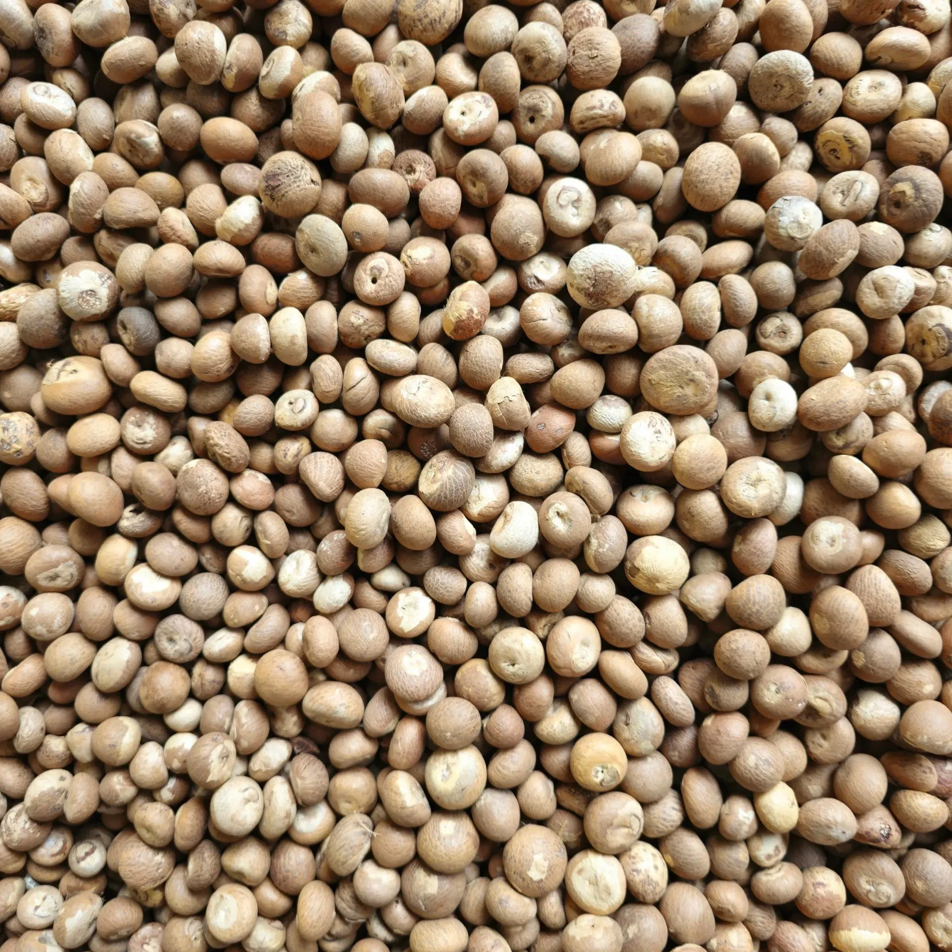 100% Dried Betel Nut Supari in Viet Nam Best Price - Vi Huynh ( +84 911 695 402 )