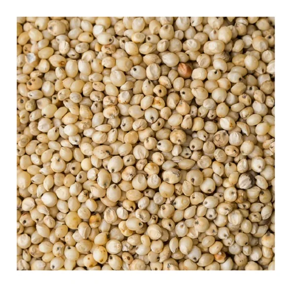 Белый цвет и общий тип выращивания белый сорго