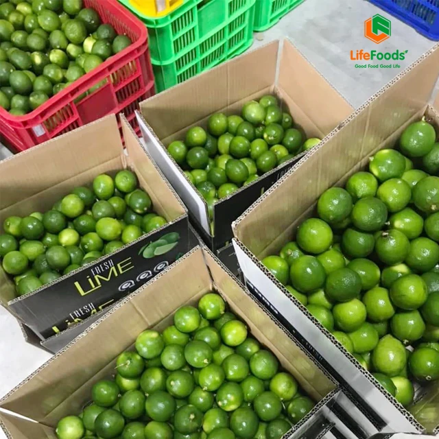 Lime Green OEM Package Weight Size Low MOQ Support Grade lemon Fresh Seedless Lime Lifefoods from Vietnam