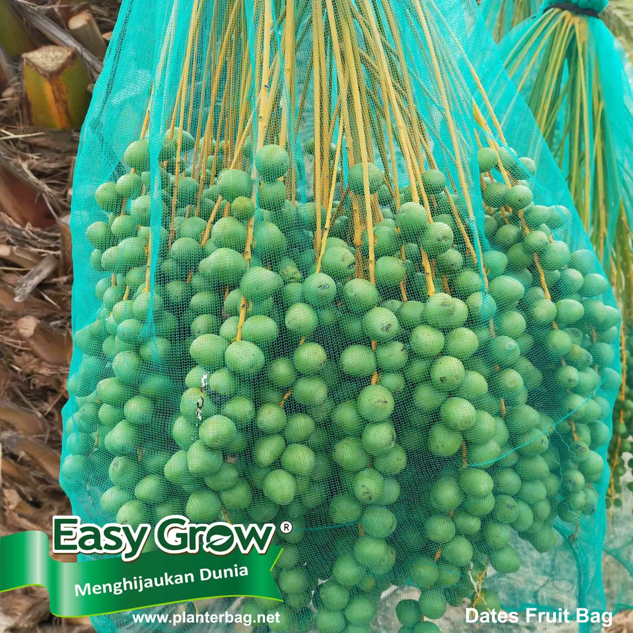 Dates Fruit Bag Fruits cover Good Quality PP Non Woven fabric Anti UV additives Protect plants customized fruit cover net