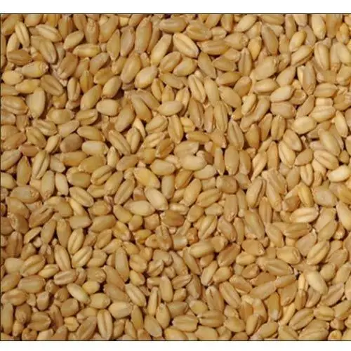 Wheat, Grain suppliers and manufacturers Dried Grade Grain high quality wheat, whole nutrition grain for export
