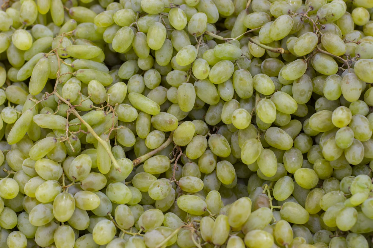 Natural grapes for sale own production wholesale low price