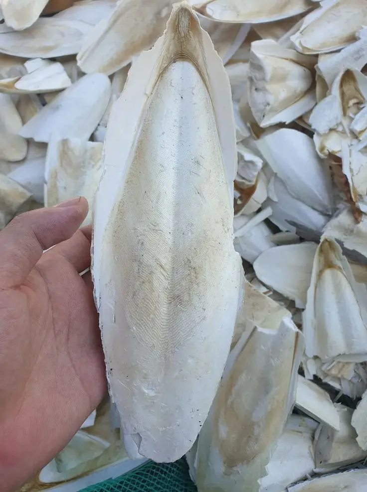BEST PRICE I A special gift for your birds - Natural Cuttlefish Bone/Dried Cuttlebone From Vietnam/Ms.Thi +84 988 872 713