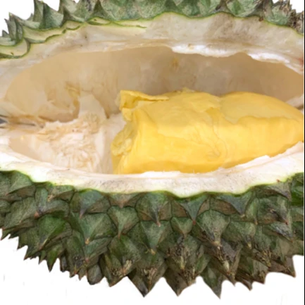 Premium Fresh Durian direct from Thailand Farm (Premium Quality Fresh Durian) - Order for Year 2023