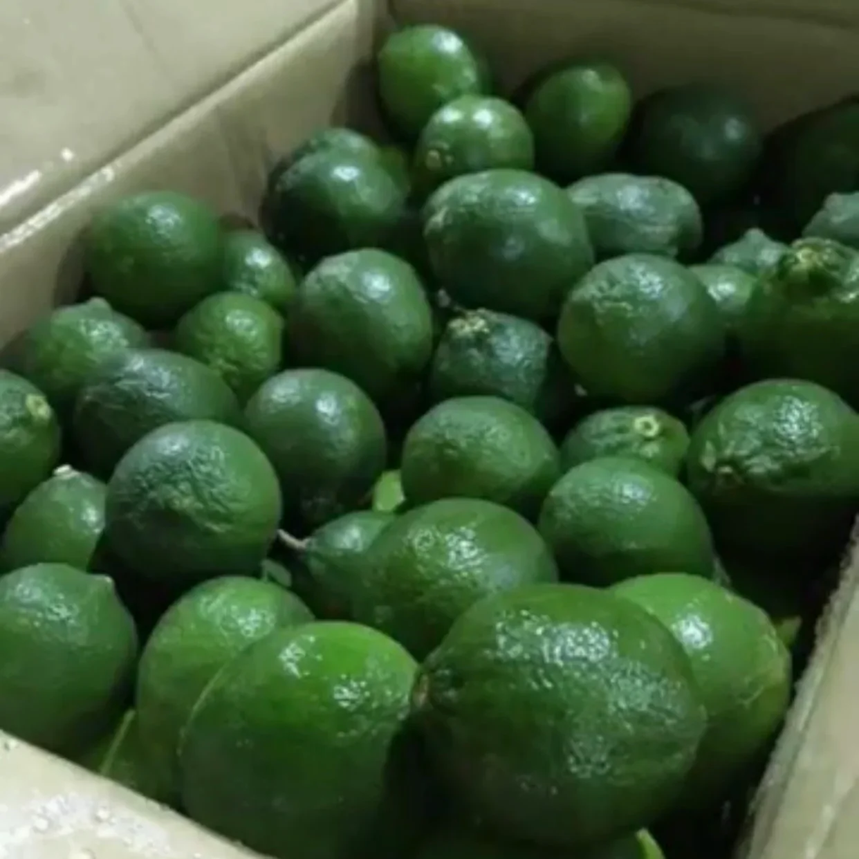 Fresh Seedless Lime Lemon Tropical Fruit Sour Taste Green Lemon For Drinking New Crop 100% Natural