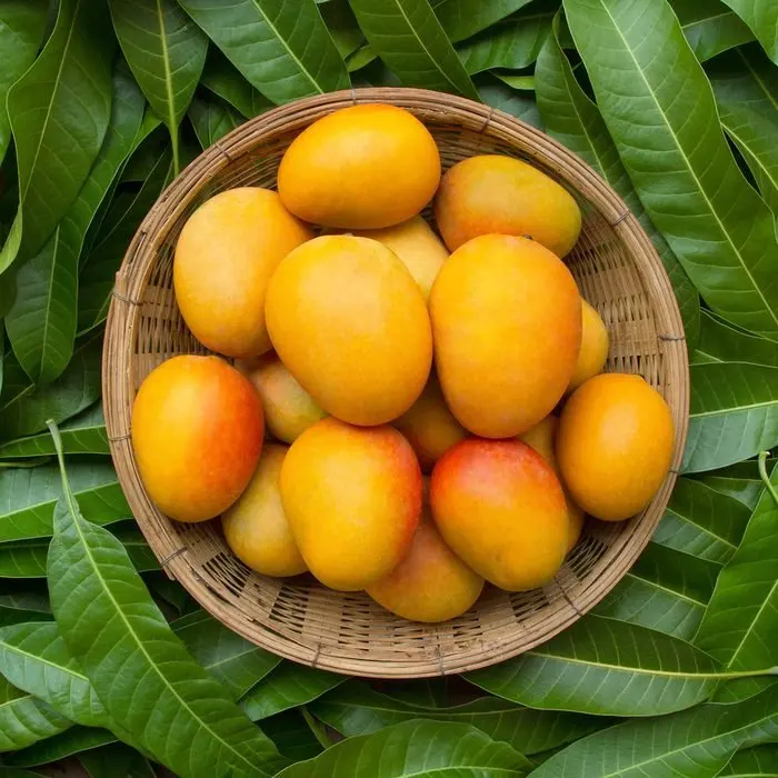 Hot Sale 2021 Big Sale 15 for Fresh Mango High Quality Vietnam Fresh Fruit Green Cat Yellow Tropical Box Sweet Crop Style Color