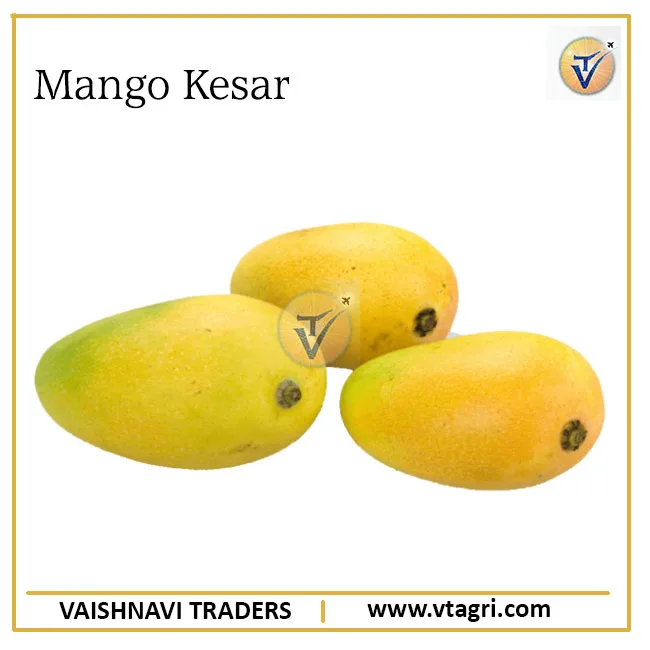 Sweetest Fresh Alphonso Mango Exporter from India - Fresh Quality Alphonsa mango - Fresh Mangoes Exporter