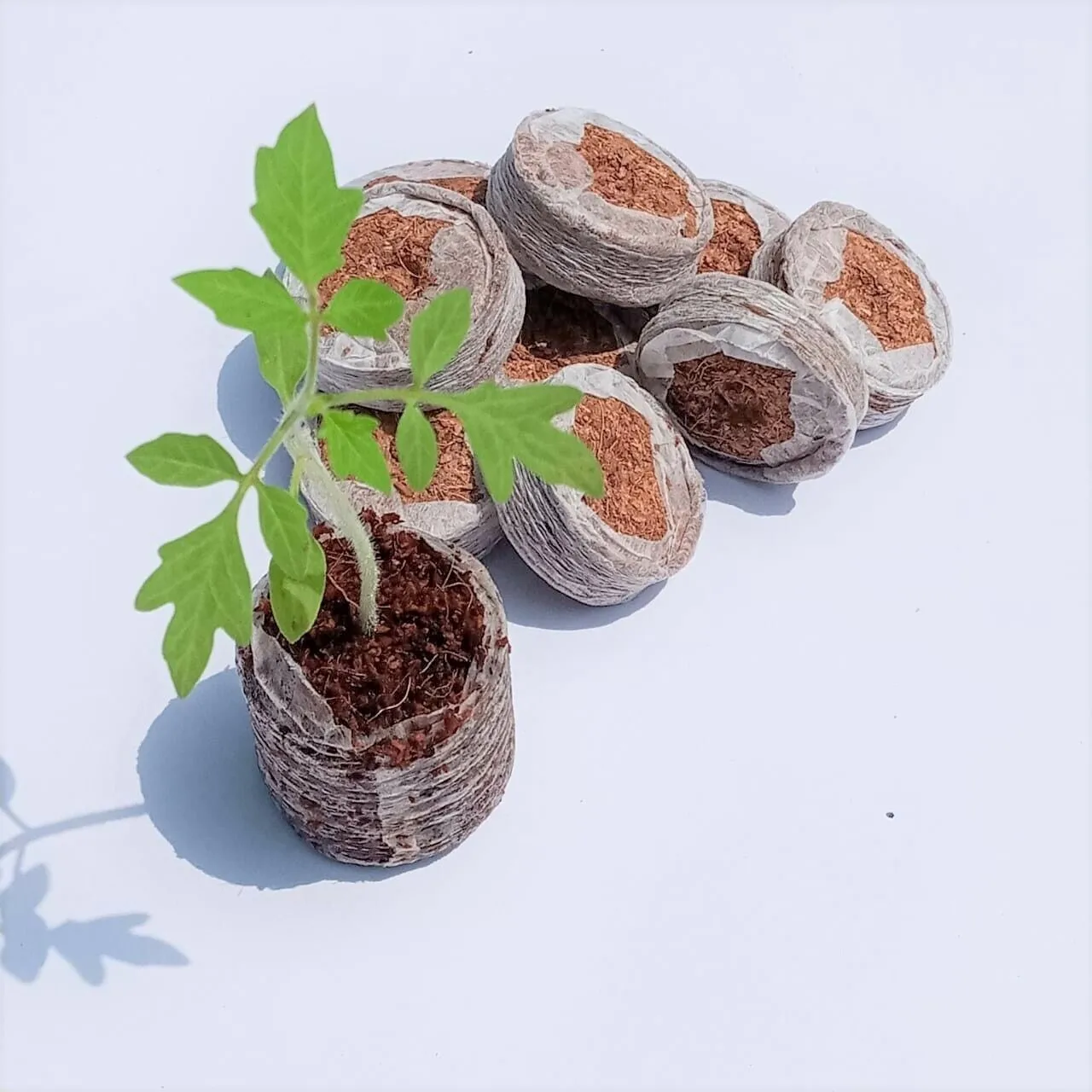 Horticulture peat substrate coconut coir pith pellet for hydroponics system 36mm cocopeat pellets