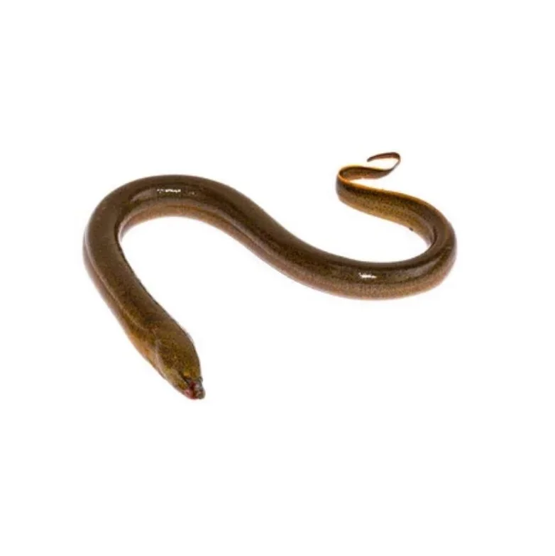 Лидер продаж оптовая продажа по низкой цене лучшее качество экспорт свежих живых рыб угрей конгер для продажи из бангладеш