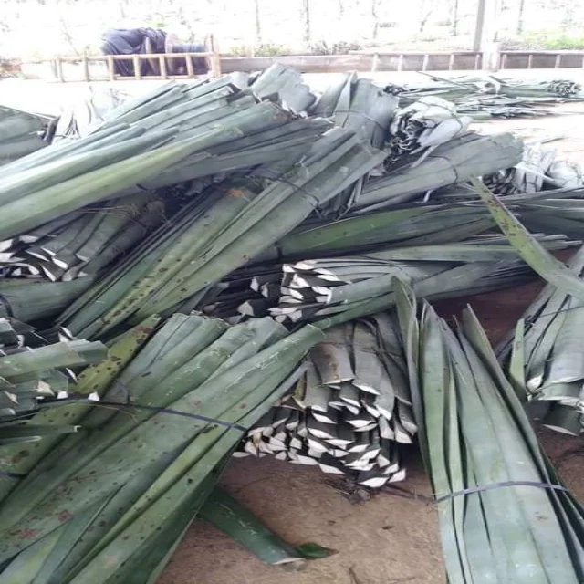 Buy Now UG Grade 1  Sisal Fiber