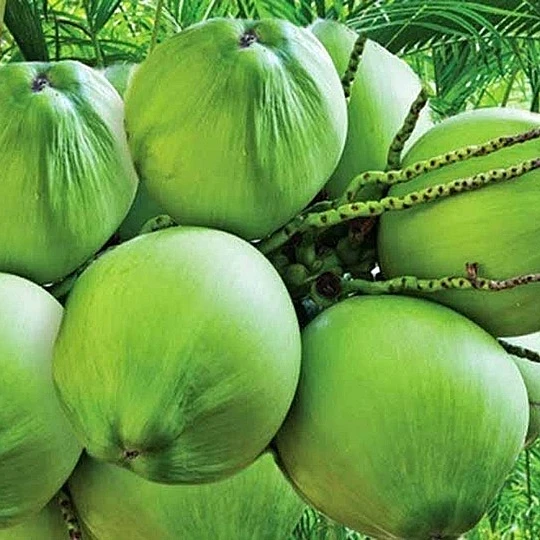 FRESH COCONUT DIAMOND SHAPE. WHATSAPP + 84 976727907 Ms Carolina