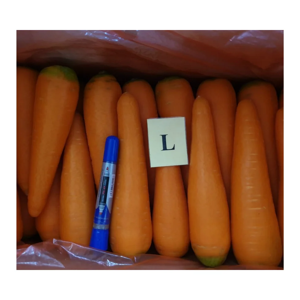 Fresh Carrots New Crop 4.5 KG Carton Packaging Small Size Global Export Cheap Price High Quality Fresh Carrots From 99 Gold Data