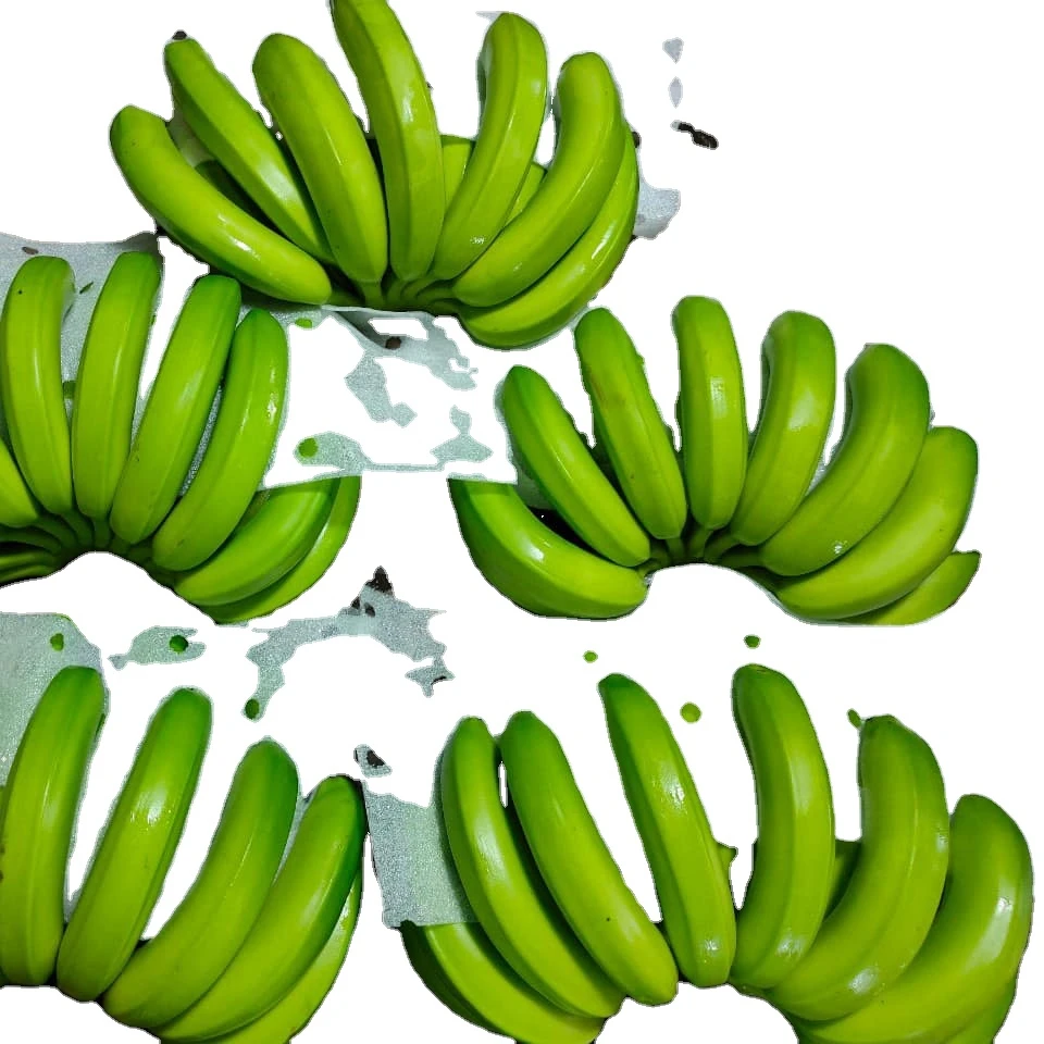 Organic Cultivation Type Green Cavendish Banana Sweet Taste Cavendish Banana From Vietnam Hot Sale New Coming