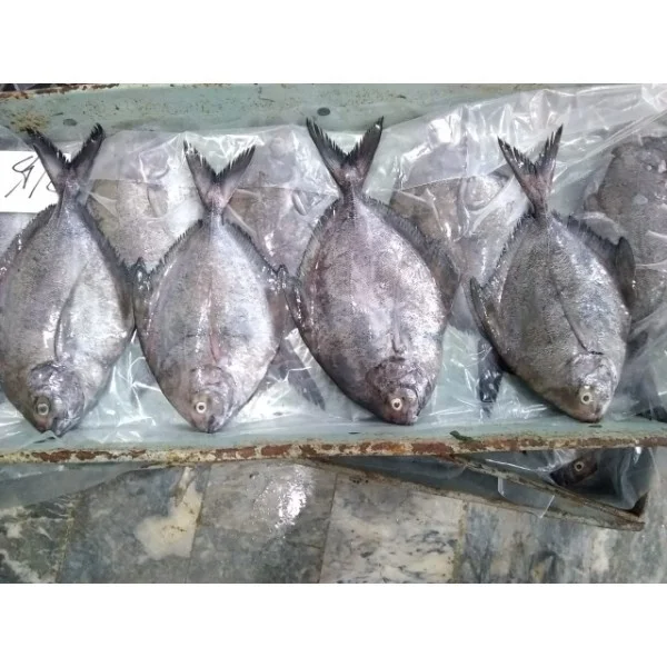 Black/Chinese/Silver/White Pomfret Fish available in bulk