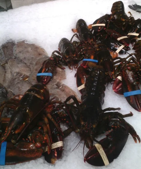 Canadian Frozen Lobster Tails Fresh Lobsters for sell