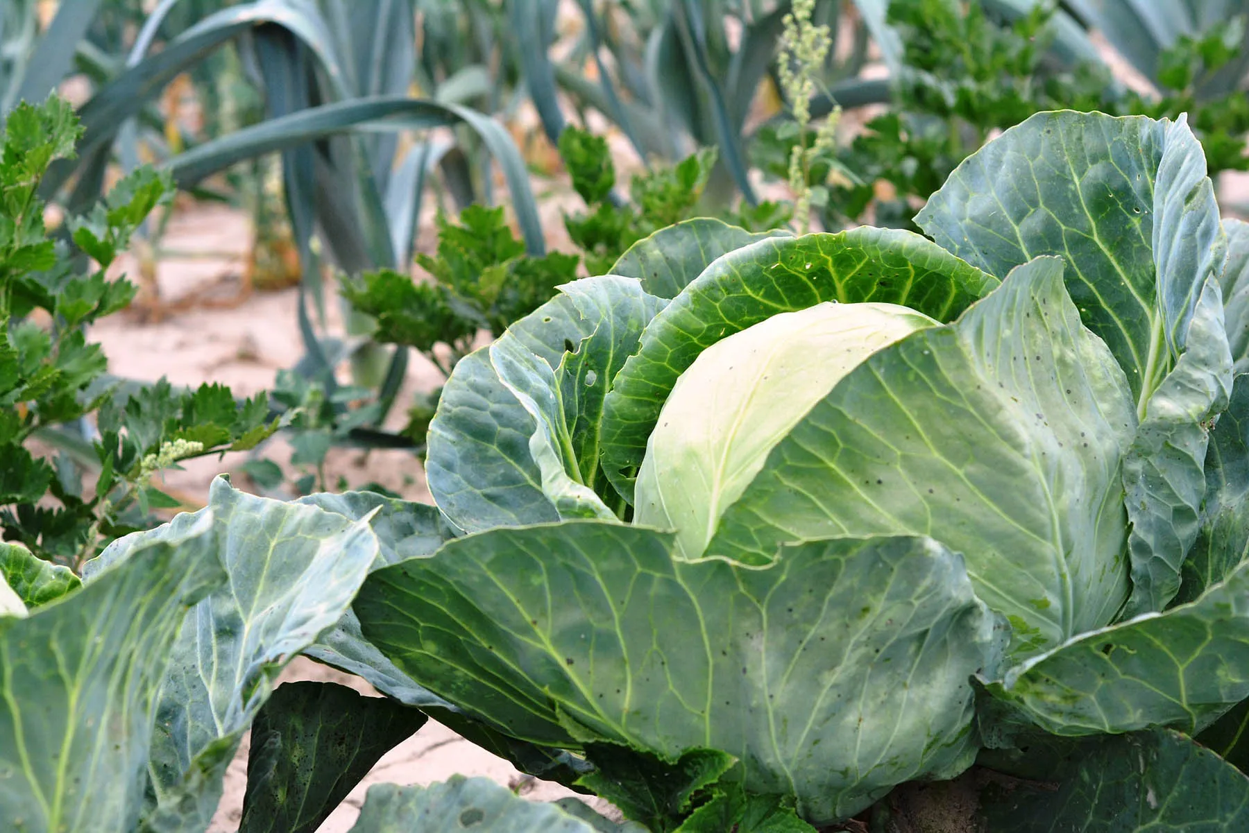 White Cabbage Fresh Nutrients Cabbage Vegetable Wholesales Price For Fresh Vegetable Cabbage