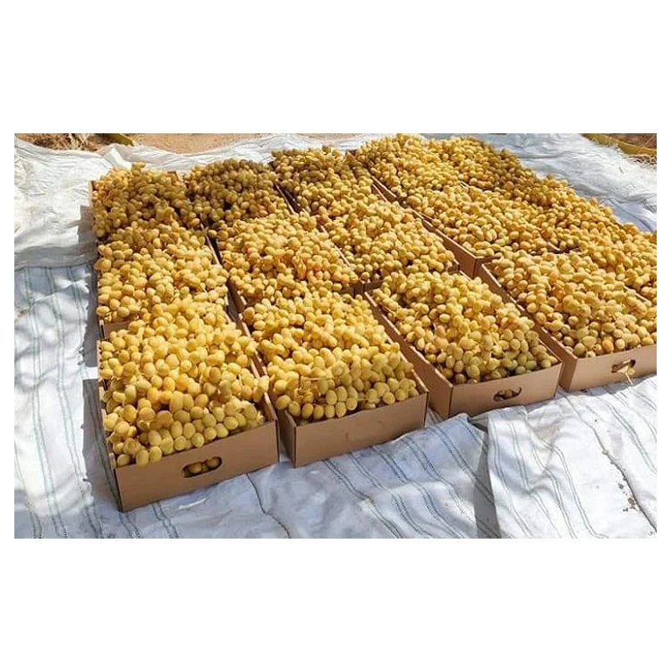 Premium Quality Wholesale 100% Natural Delicious Taste Fresh Fruit Barhi Dates | Egypt Barhi Dates Supplier